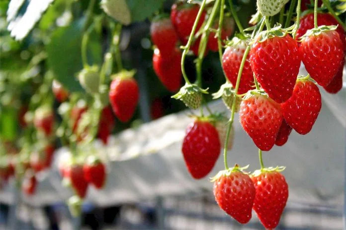 🍓Creamy Strawberry seeds