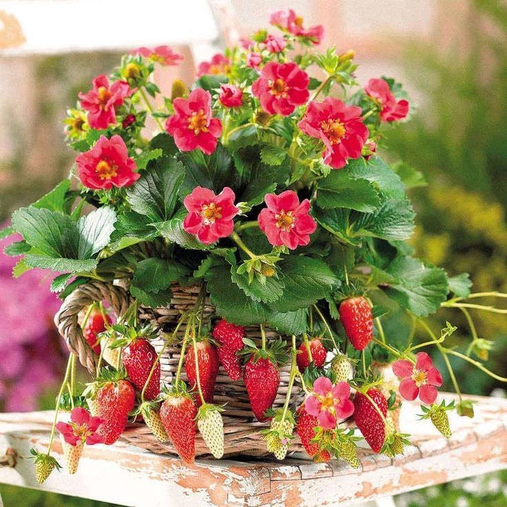 🍓Creamy Strawberry seeds
